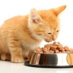 Сухой корм для кошек или консервы – что выбрать?